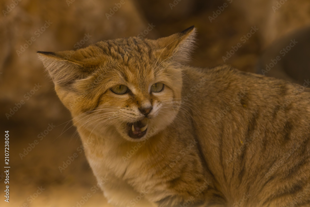 Obraz premium Adorable Sand Cat (Felis margarita) portrait with open mouth showing teeths desert background