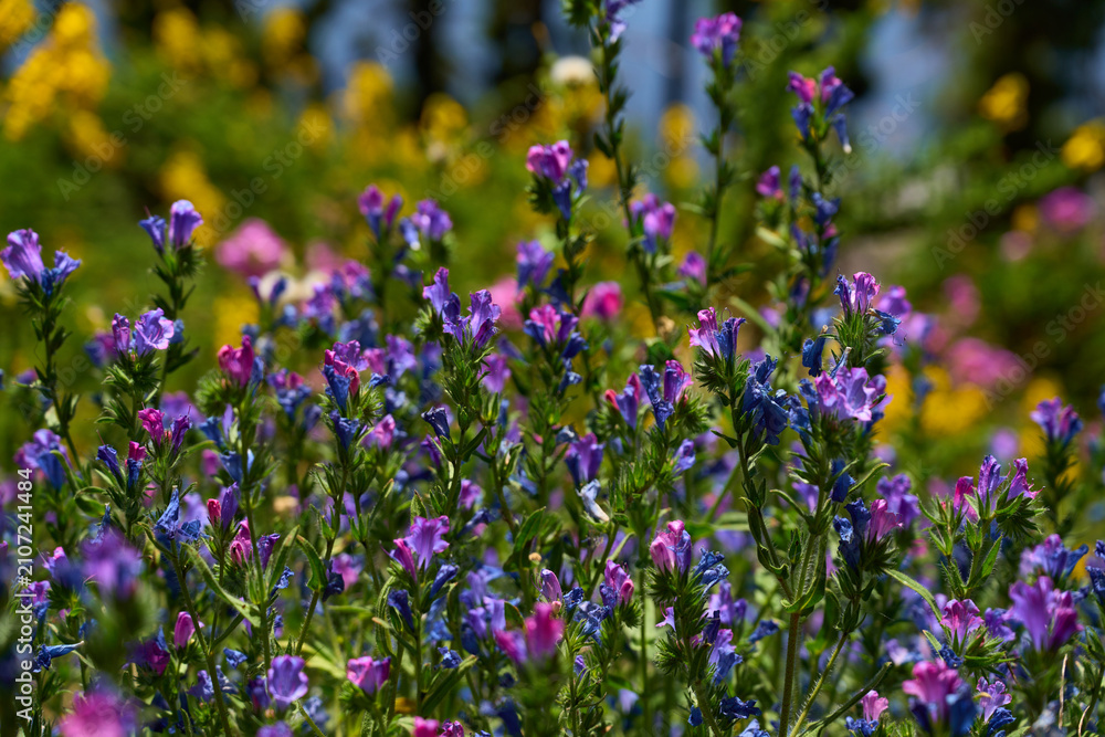 Fototapeta premium Viper's bugloss flowers close up