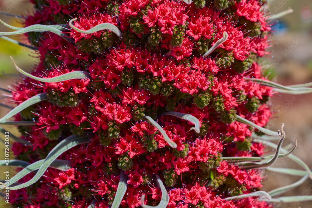 Fototapeta premium Tajinaste rojo flower spike detail