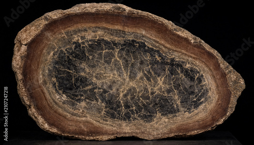 Polished cross section of a petrified wood log showing concentric growth rings and dark mineralized center on black background