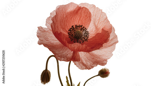 Isolated vibrant red poppy flower with delicate translucent petals and unfurling buds