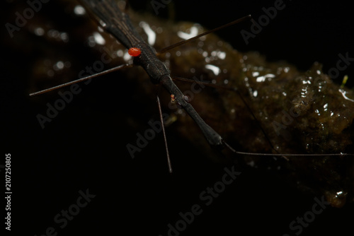 Quadro su tela Slender aquatic bug carrying one red parasitic mite on wet ground