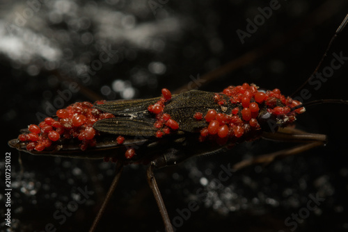 Obraz na płótnie Aquatic surface bug heavily covered with red parasitic mites