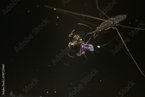 фотографія Water strider feeding on a captured fly on dark water
