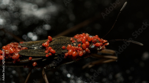 Obraz na płótnie Aquatic surface bug heavily infested with red parasitic mites