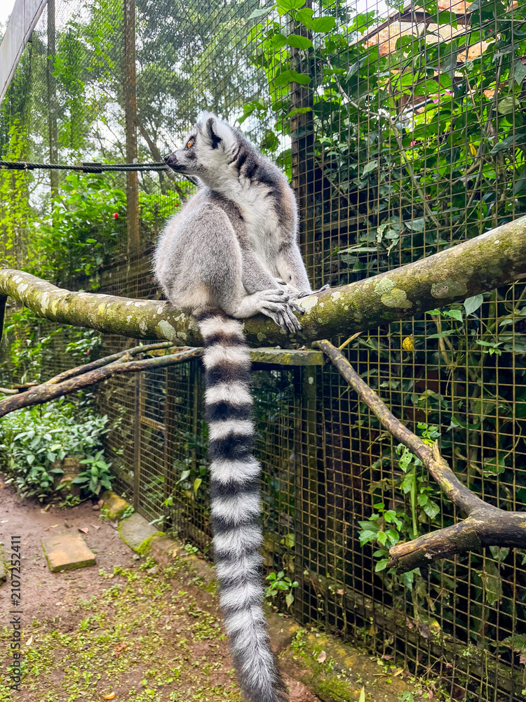 Fototapeta premium Ring-tailed lemur perched on a tree branch, displaying its distinctive black-and-white striped tail, an iconic primate native to Madagascar and a symbol of wildlife conservation.