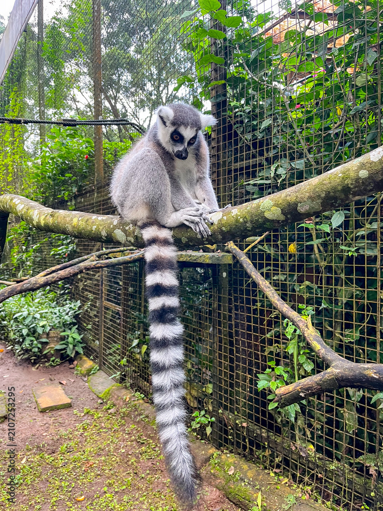 Fototapeta premium Ring-tailed lemur perched on a tree branch, displaying its distinctive black-and-white striped tail, an iconic primate native to Madagascar and a symbol of wildlife conservation.