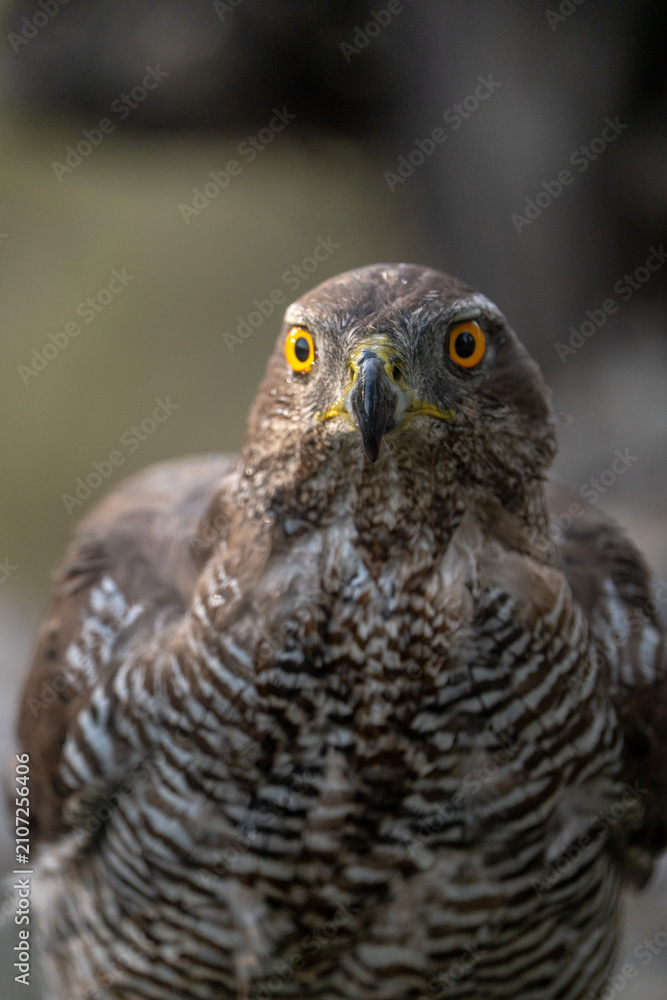Fototapeta premium Common goshawk (Accipiter gentilis) photographed in Spain
