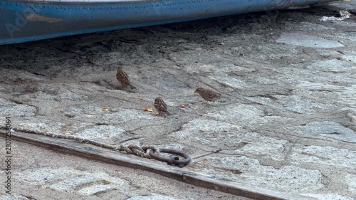 litttle birds on the ground