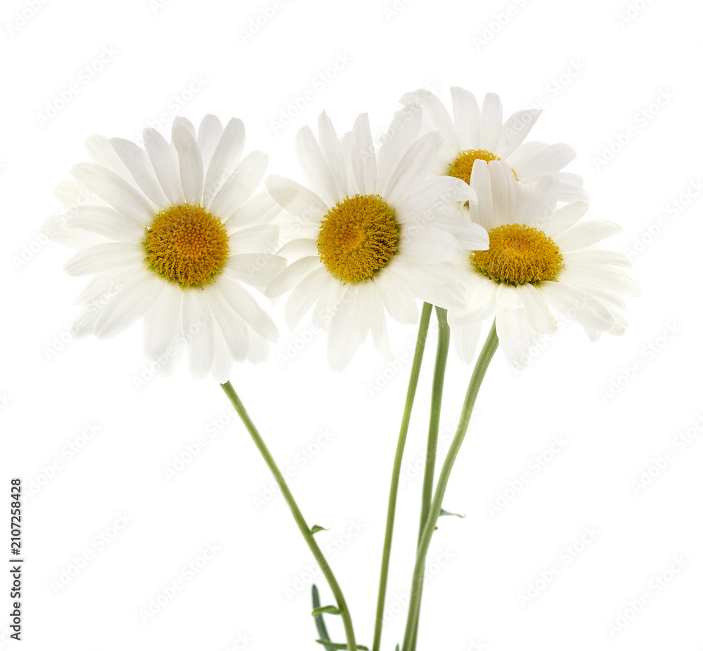 Obraz premium Bouquet of white chamomile flowers.