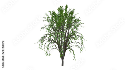 Obraz na płótnie Green bushy tree with slender leaves isolated