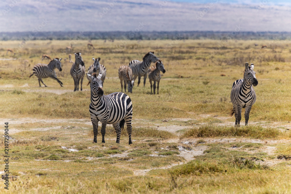 Obraz premium Arusha, Tanzania - 10 July 2026 - zebras in the Ngorongoro Crater