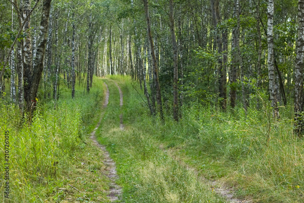 Fototapeta premium Road in the forest. Birch forest in spring, sunset time.