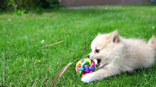 Adorable pomeranian spitz puppy chewing on a toy on green grass, playful pet moment, cozy summer outdoors.