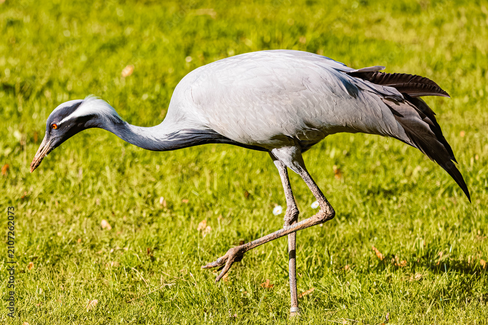 Obraz premium Anthropoides virgo, demoiselle crane, on a sunny spring day