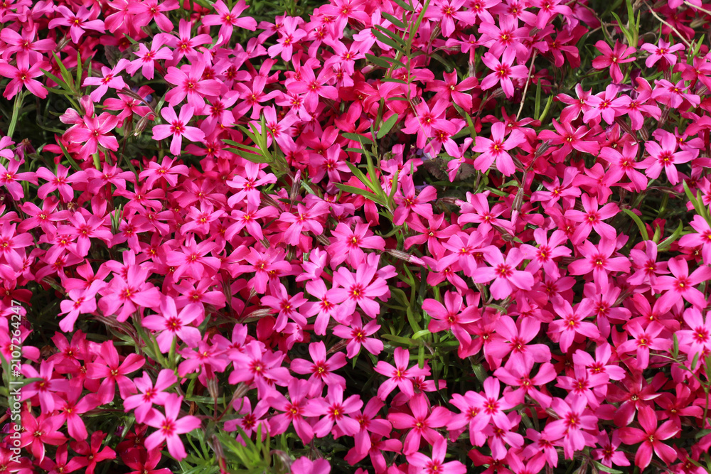 Fototapeta premium Moss phlox (Phlox subulata) blooms on the flowerbed