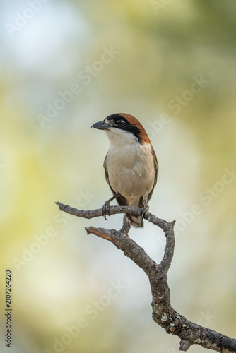 Bild auf Leinwand Common Shrike (Lanius senator) photographed in Spain