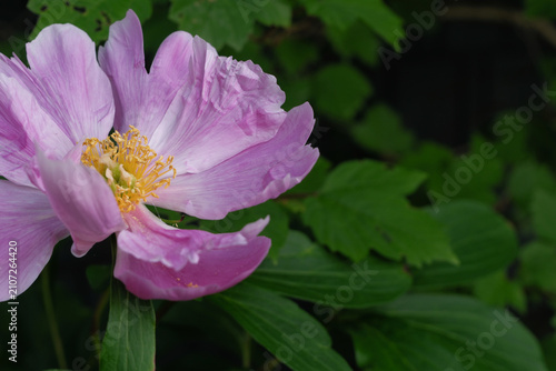 Close-up of a blooming peony flower with soft pink petals and a yellow center