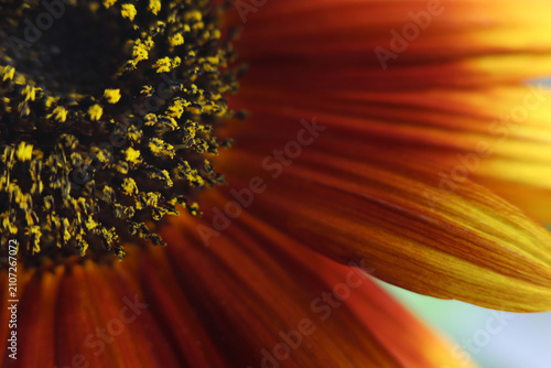Konstfotografi Close-up selective soft focus orange, yellow, red decorative Sunflower flower bud, pestle; stamen, petals on dark
