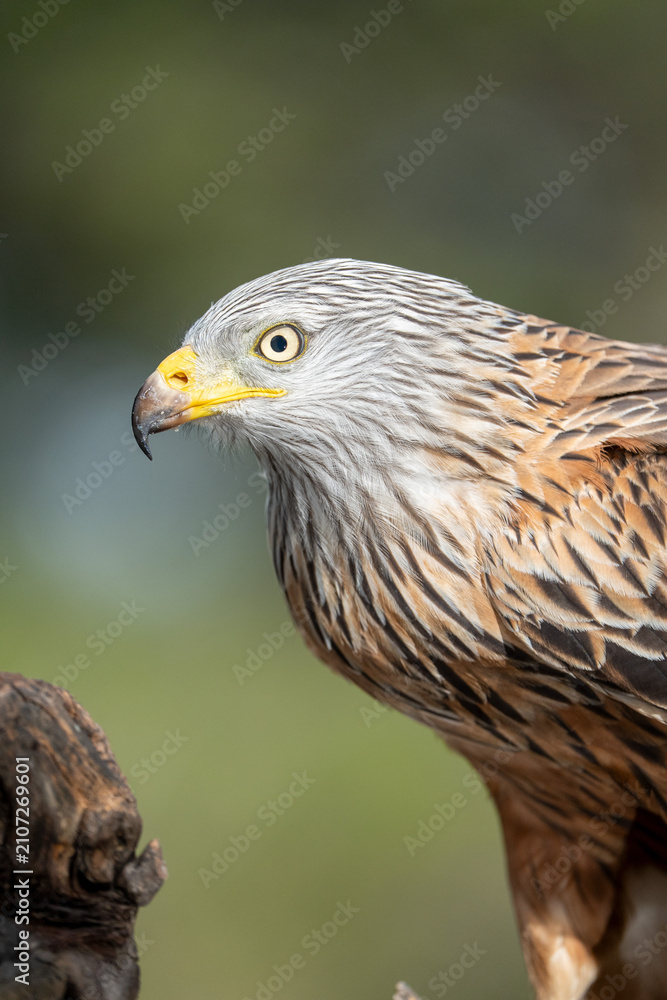 Obraz premium Red kite (Milvus milvus) photographed in Spain