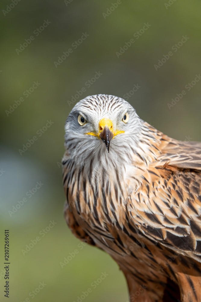 Fototapeta premium Red kite (Milvus milvus) photographed in Spain