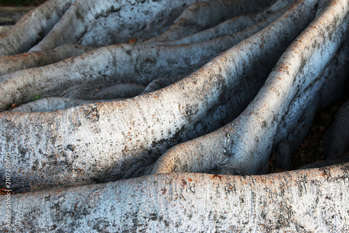 Ficus Macrophylla
