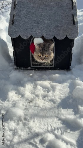 Adorable kitty comes out of a small house and looks at the snow in surprise, vertical video.