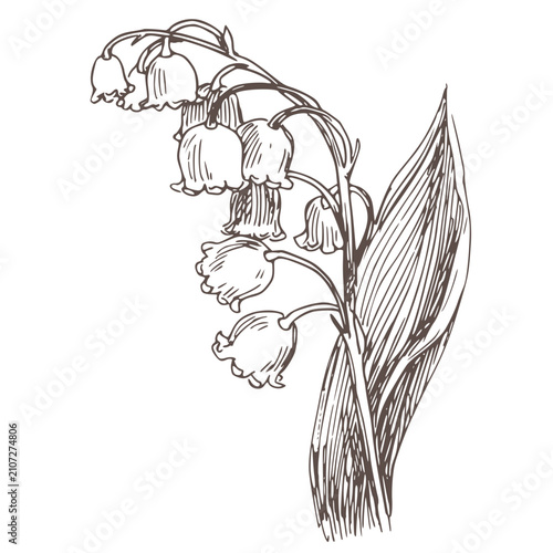 Bild auf Leinwand Vector sketch of lily of the valley