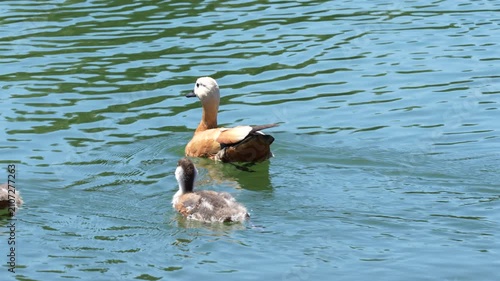 Two ducks swimming on calm blue water surface with gentle waves, wildlife scene showing birds in natural aquatic habitat and peaceful environment