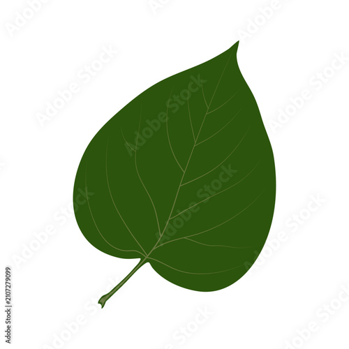 A simple heart-shaped leaf. Syringa vulgaris, the lilac.