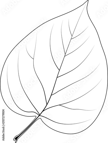 A simple heart-shaped leaf. Syringa, the lilac.