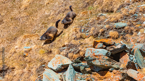 Bild auf Leinwand Marmota marmota, alpine marmot, chasing each other at Grossglockner High Alpine