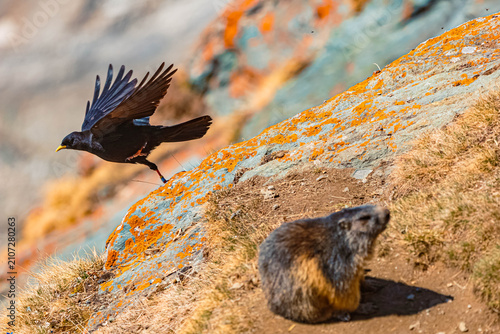 Foto Pyrrhocorax graculus, alpine chough, taking off behind a marmot at Grossglockner