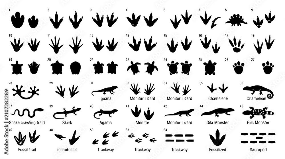 Obraz premium : Reptile and Dinosaur Track Icons Black Footprint Vector Set