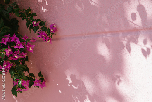 Bright pink bougainvillea flowers against a light pink wall with leaf shadows. Summer floral background, minimalist nature aesthetic, sunny resort vacation vibe, spring festive banner with copy space