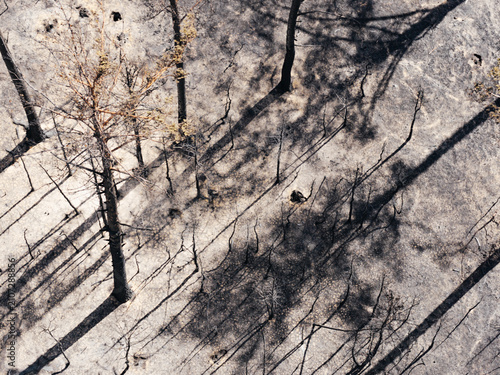 Cuadro en lienzo Close-up view of charred trees in a burned forest after a wildfire