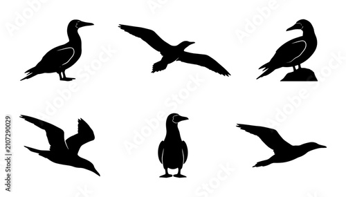 Obraz na płótnie Seabird Silhouettes Vector Collection: Flying, Perched, Standing Bird Icons for