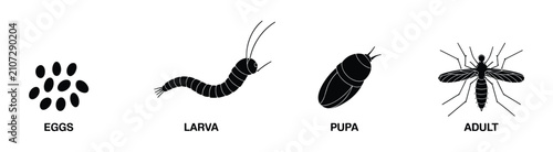 Foto Life Cycle of a Mosquito: A graphic illustration depicting the four stages of a mosquito's life cycle: eggs, larva, pupa, and adult