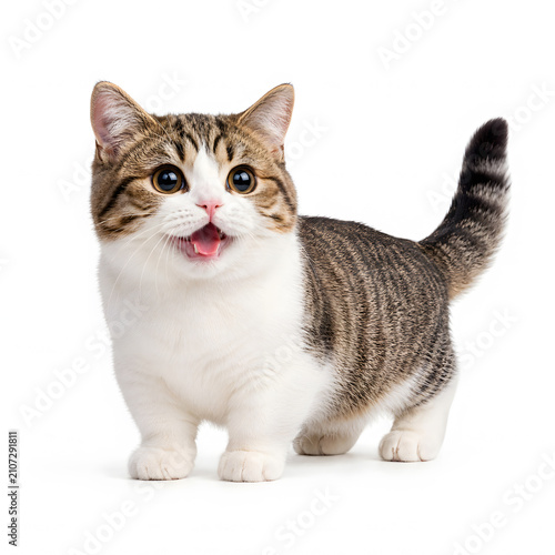 Cute tabby cat standing and meowing on white background  
