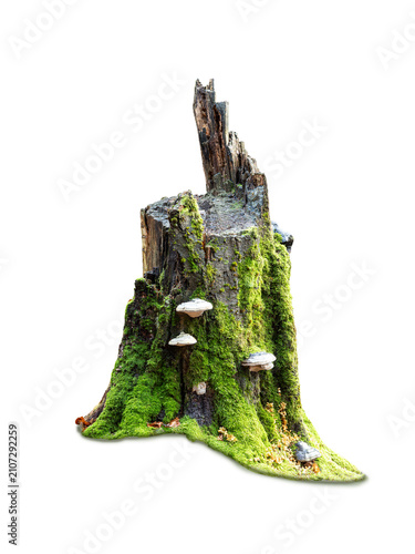 фотографія An old mossy tree stump with bracket fungi on white background.
