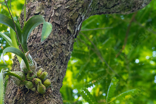 plants in a rainforest in Panama