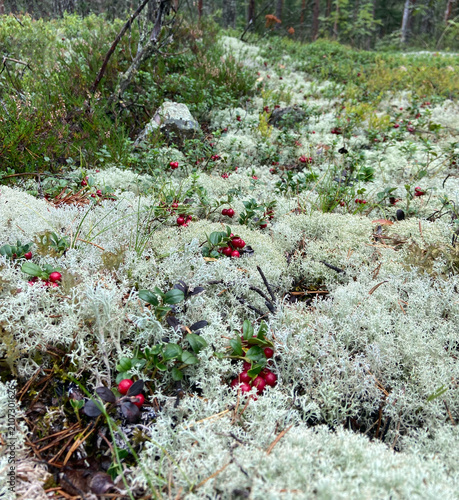 Foto Wild ripe cowberries growing among white reindeer moss in a northern boreal forest, natural organic superfood harvesting concept