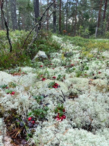 Bild auf Leinwand Wild ripe cowberries growing among white reindeer moss in a northern boreal forest, natural organic superfood harvesting concept