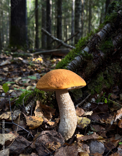 Obraz na plátne Wild orange birch bolete mushroom (Leccinum) growing on the ground covered with autumn leaves in a dark forest