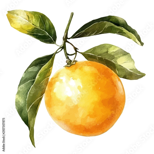Yuzu, vibrant watercolor vector illustration with flowing and detailed brush strokes, isolated on a white background.