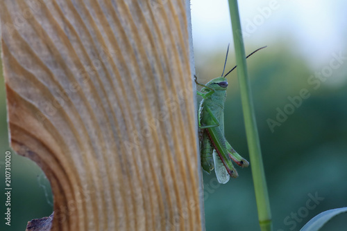 Foto Green grasshopper