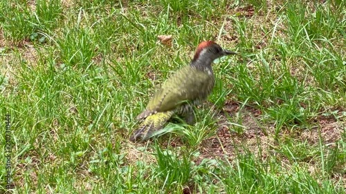 European green woodpecker (Picus viridis) searching for food in the garden