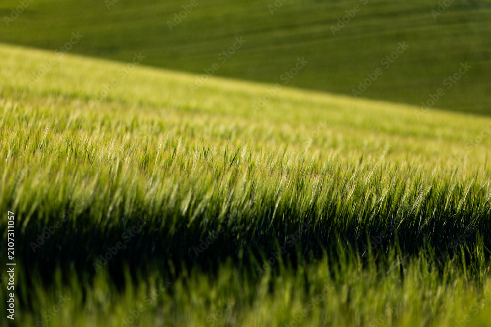 Obraz premium abstract background of green wheat