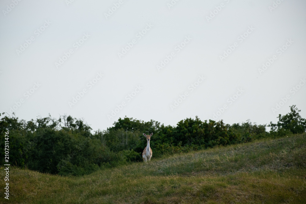 Fototapeta premium Fallow deer standing on grassy hill looking at camera