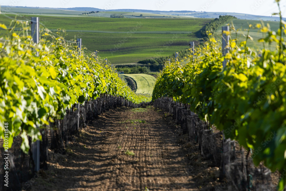 Obraz premium vineyards in spring in Moravia Czech Republic